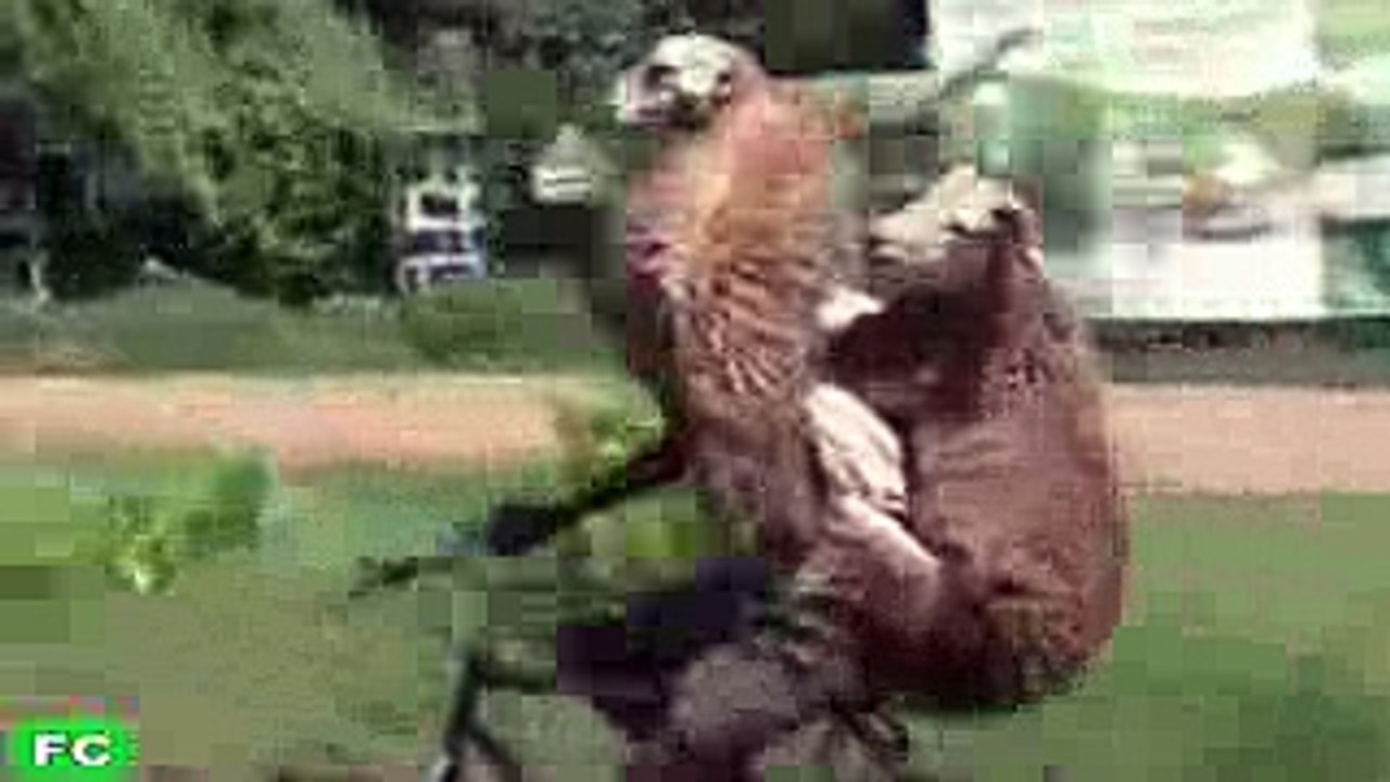 36.FUNNY Videos & Crazy Clips ★ JANUARY 2016 Compilation ★ FailCity