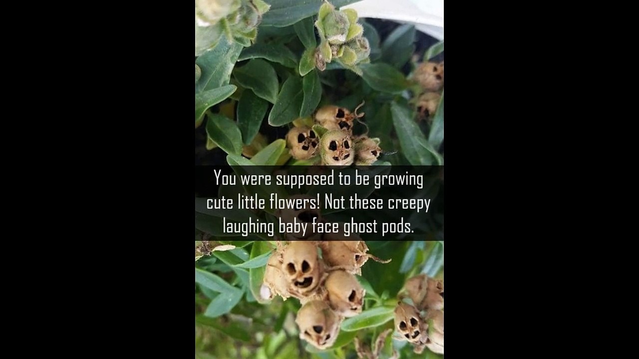 15 Times Nature Got Confused