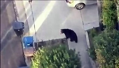 Absorbé par son téléphone, un jeune se retrouve nez à nez avec un ours dans la rue