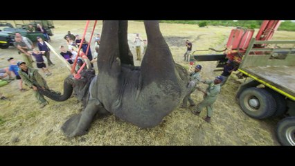 Malawi : le plus important transfert d'éléphants de l'histoire africaine est en cours