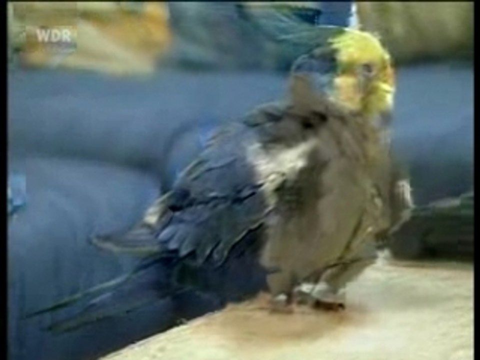 WELLENSITTICH-HUND-SGG