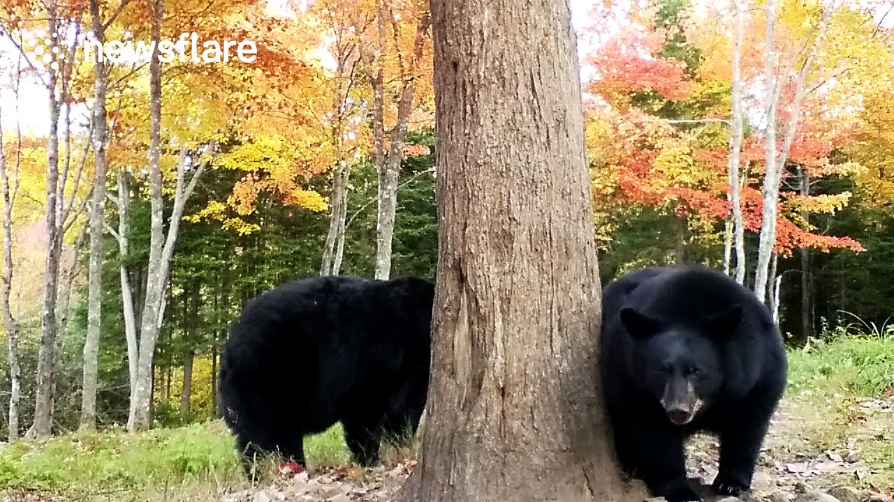 Curious bear 'attacks' photographer's camera