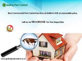 Get 10% discount on pest control and termite treatment in Noida-Contact Godrej Pest Control 9811381458