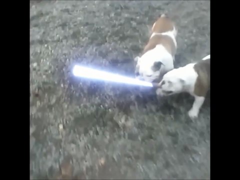 2 Bulldogs et 1 sabre laser