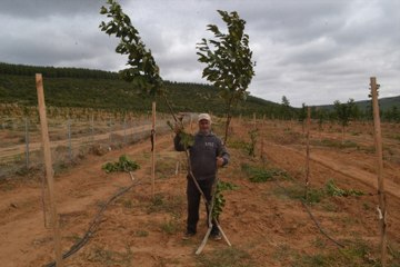 Köylülerin "Umutlarını" Baltayla Kestiler! 138 Ceviz Fidanı Kesildi