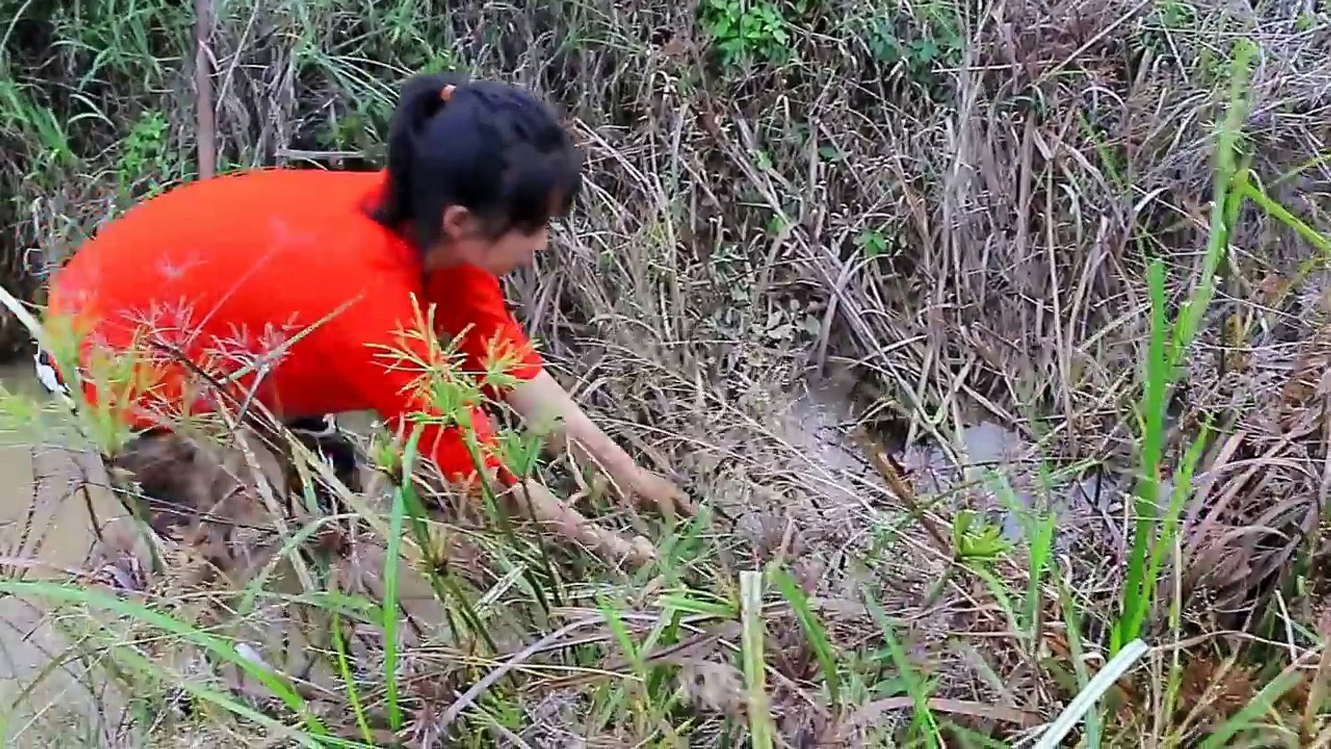 Beautiful Girl Fishing - Amazig Fishing at Battambang - Cambodia Traditional Fishing (Part 70)