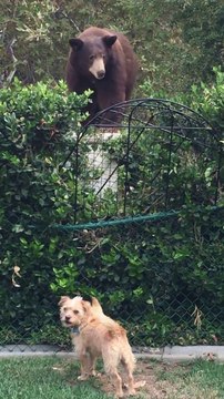 2 petits chiens effrayent un gros ours brun devant le jardin !