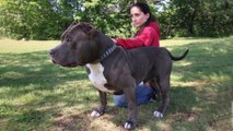 Hulk’s Son Kobe Is The Pit Bull Of The Future: DOG DYNASTY