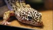 How to Take Care of a Leopard Gecko That Won't Eat