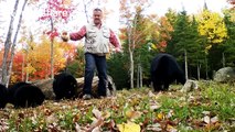 Brave man surrounded by nine bears