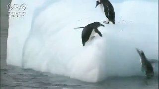 Dan cutest penguin planet