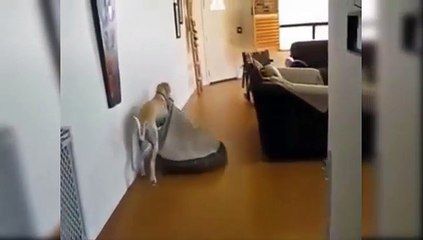 Intelligent Dog -Must Watch