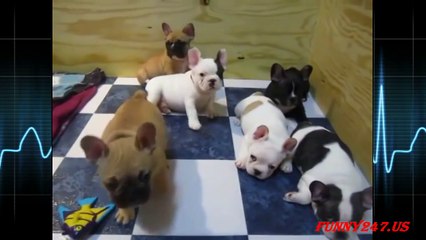 Cutest French Bulldog Puppies Compilation