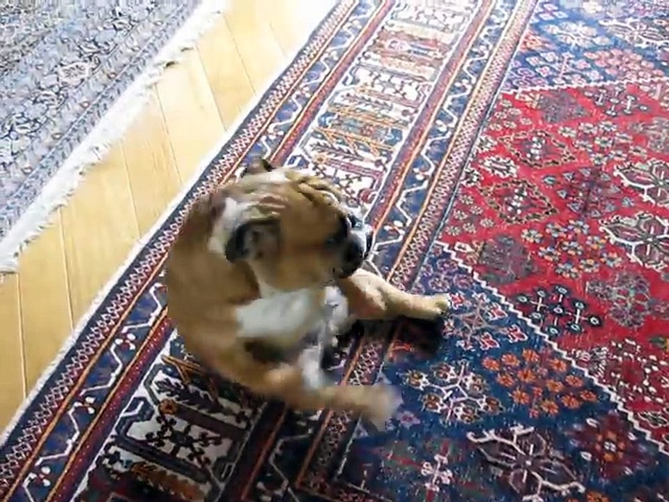 Dancing Bulldog