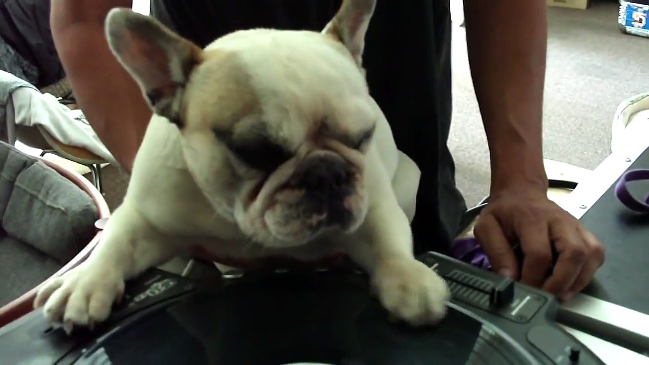 DJ Greyboy s french bulldog DJ MAMA Scratch pt. 4...her skills are sharpening!! DOG scratching