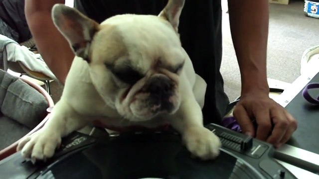 DJ Greyboy s french bulldog DJ MAMA Scratch pt. 4...her skills are sharpening!! DOG scratching