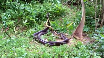 Incredible Flying Snake