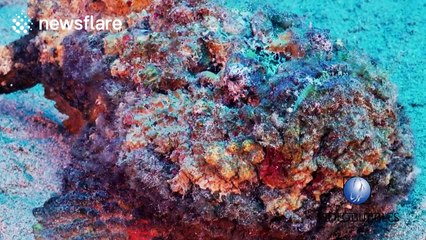 Octopus hunts down stone fish, one of the most venomous animals in the ocean
