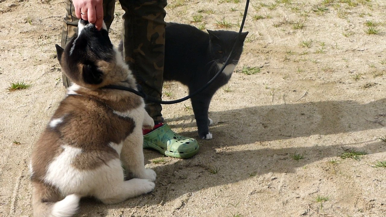 akita américain et le chat !