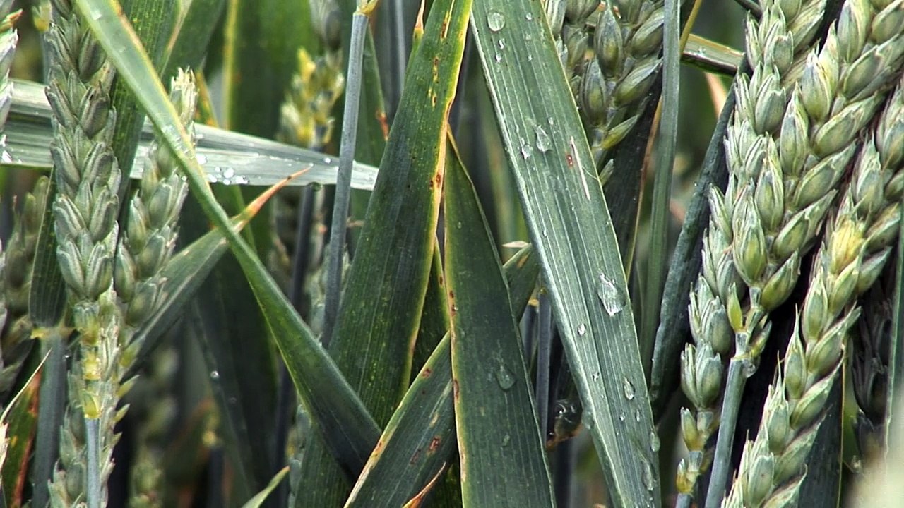 Syngenta : Test du nouveau fongicide céréales, Elatus Plus, sur l'exploitation de Gaétan Conoir