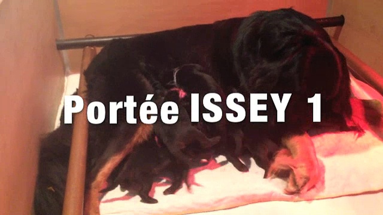 issey1