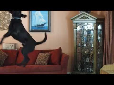 Energetic Dog Loves Eating Bubbles