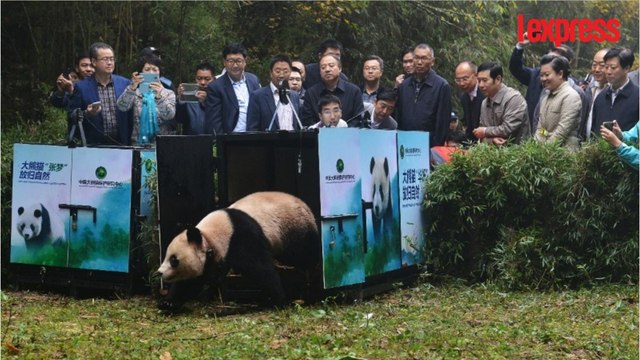 Chine: deux pandas géants retrouvent leur liberté