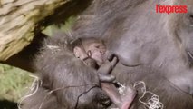 Un bébé gorille d'une espèce menacée naît dans un zoo
