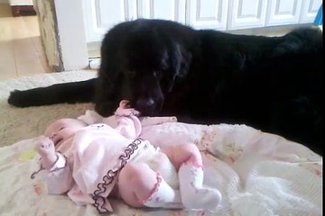 Non troverete nessun babysitter migliore di questo terranova. Ciò che fa è adorabile