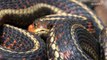 Snakebites are on the Rise, and These States are the Riskiest