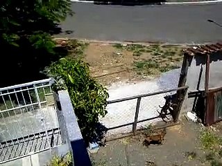 Men and dogs - both are same! must watch video.