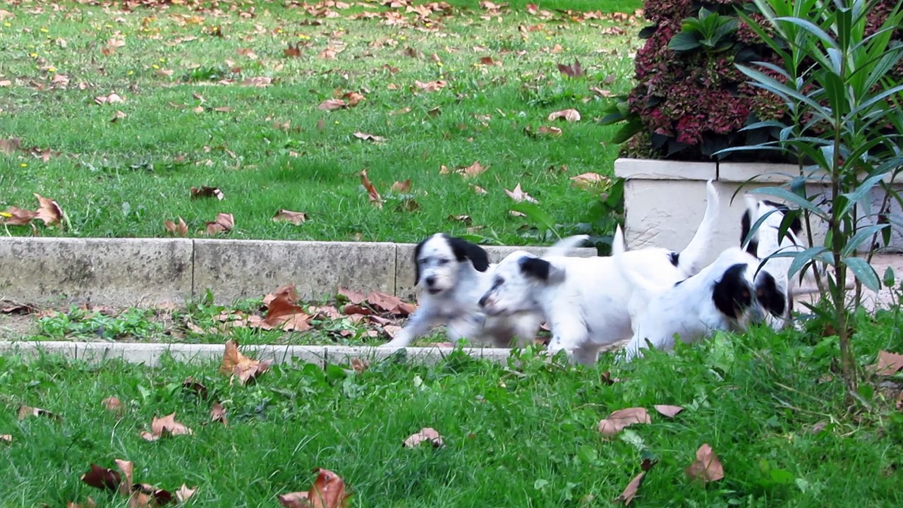 chiots setters anglais 1 mois 1/2