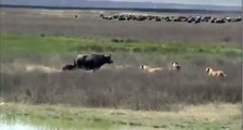 Buffalo Tries to Save Her Little Son From Lions, Wild Animal Fights
