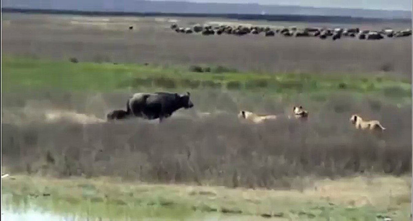 Buffalo Tries to Save Her Little Son From Lions, Wild Animal Fights