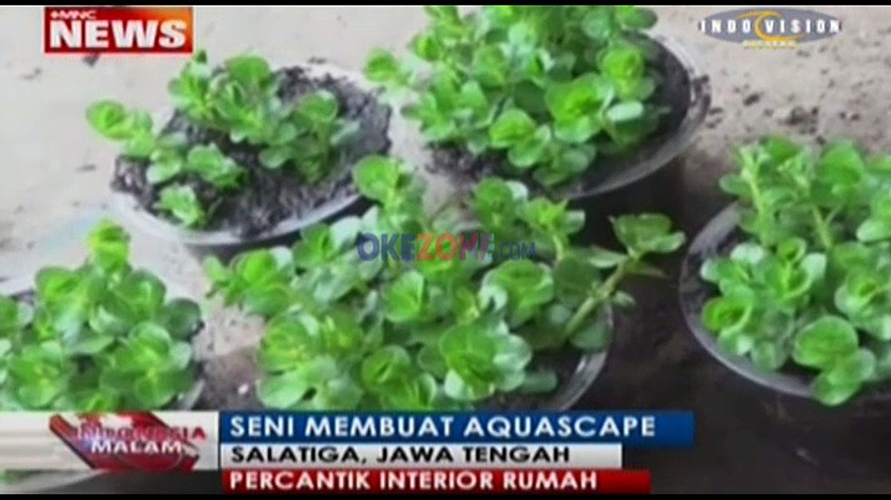 Seni Membuat Aquascape