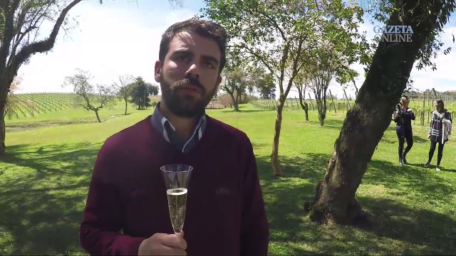 Especialistas em vinho dão dicas sobre degustação