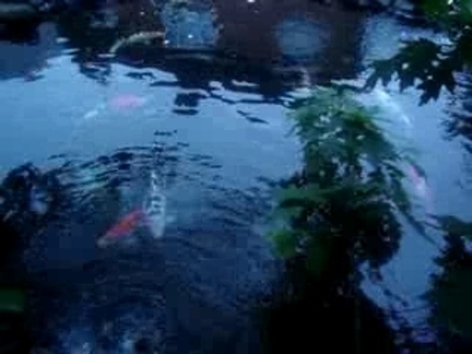 Peep into my pond19Aug07