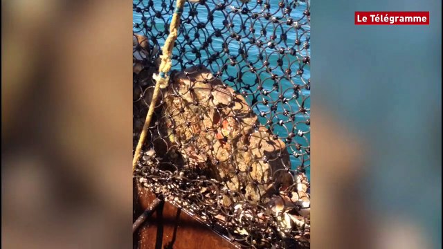 Baie de Saint-Brieuc. Pêche à la coquille : un début de saison très difficile