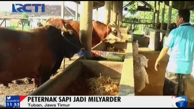 Raup Untung dari Bisnis Sapi