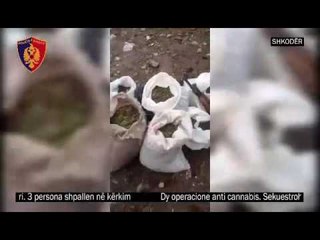 Report TV - Shkodër sekuestrohen 92 kg kanabis
