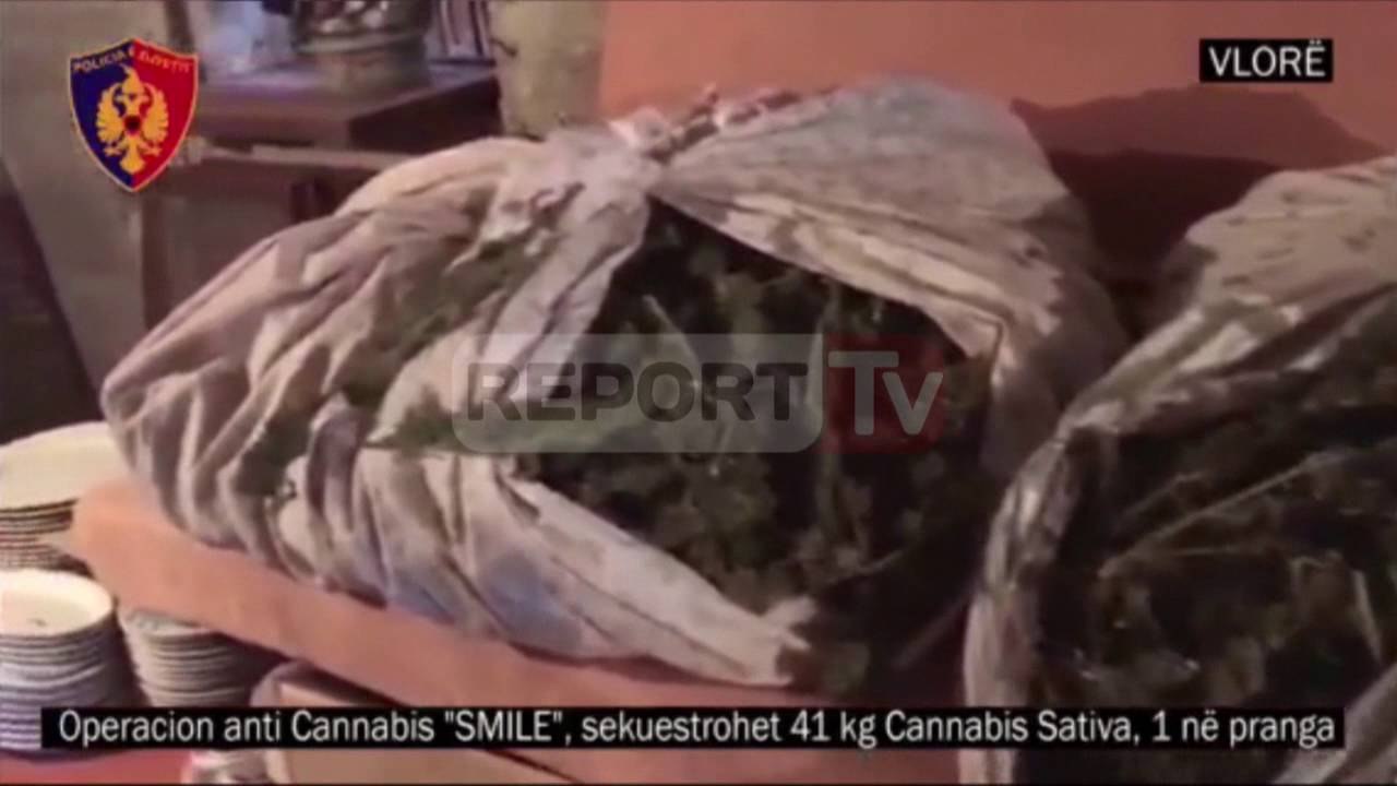 Report TV - Superaksion antidrogë, kapen 1.2 ton kanabis, asgjësohen dhe 8 mijë rrënjë