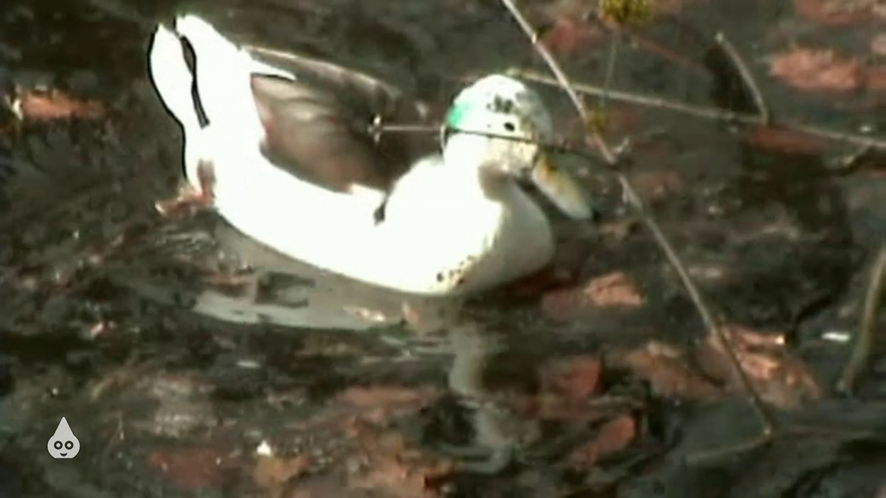 Horst hat Enten gefilmt!