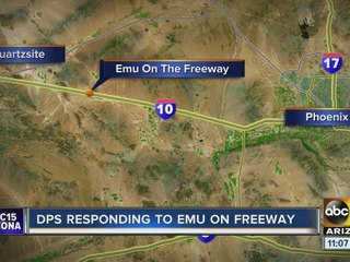 DPS responding to emu on Interstate 10
