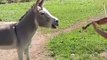 Donkey incredibly sings along to violin performance