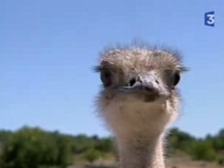 Les oeufs d'autruche