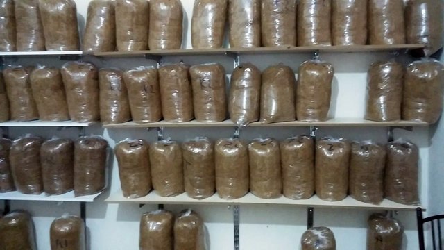 Adıyaman tütünü çelikhan tütünü