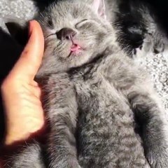 This little guy doesn't have a single care in the world