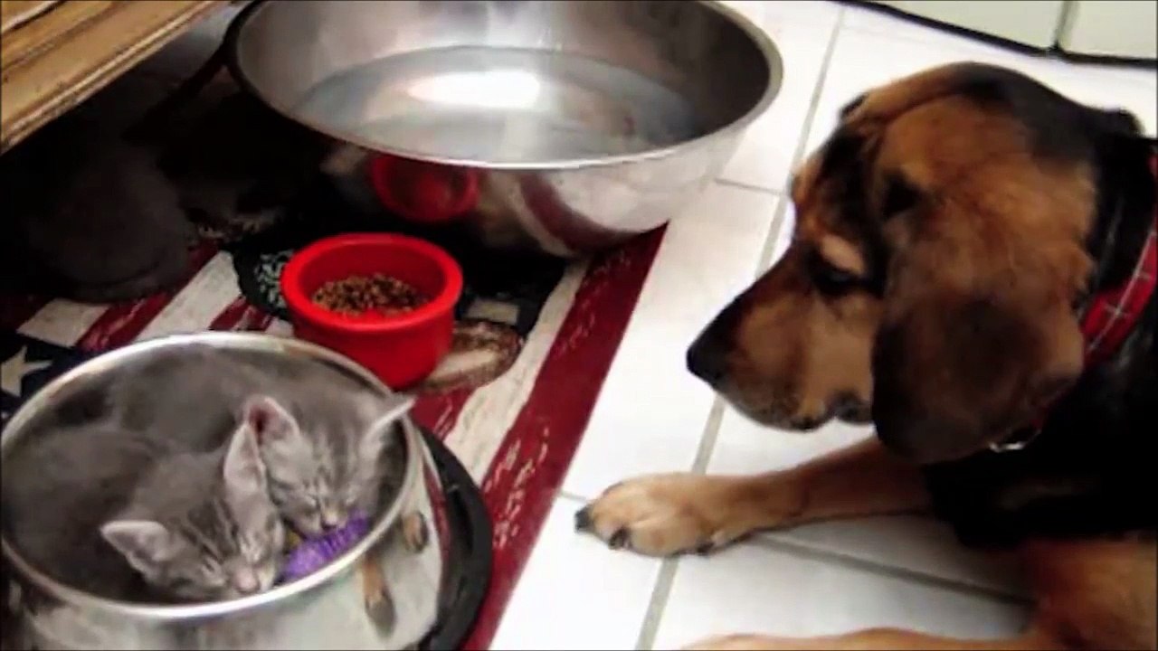 Mais c'est quoi ces chats dans ma gamelle ??!!