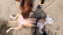 Ce chien se fait masser... par un cheval!!!