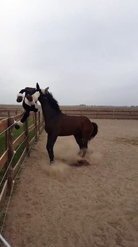 Un cheval qui joue avec une peluche cheval... Comme un fou